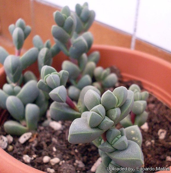 images_my_ideas_ 28/28_WC_Corpuscularia_lehmannii_leaves_closeup.jpg